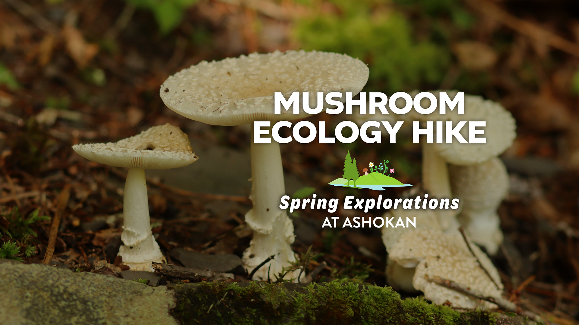 Spring Explorations – Mushroom Ecology Hike 2025