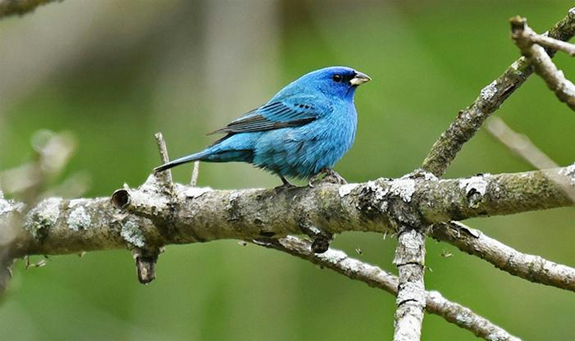 Spring Migration Bird Walk