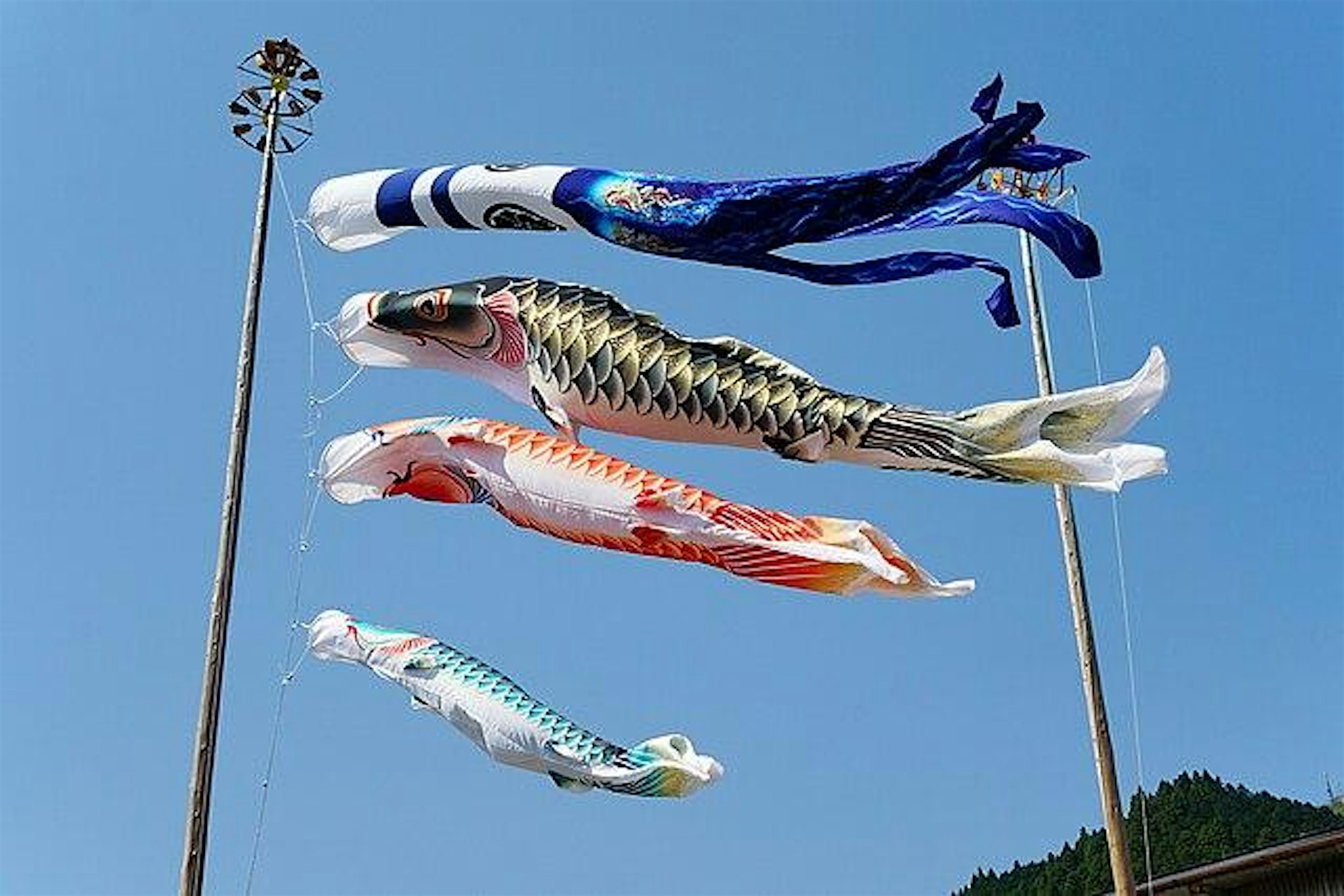 Koinobori: Japanese Carp Windsocks