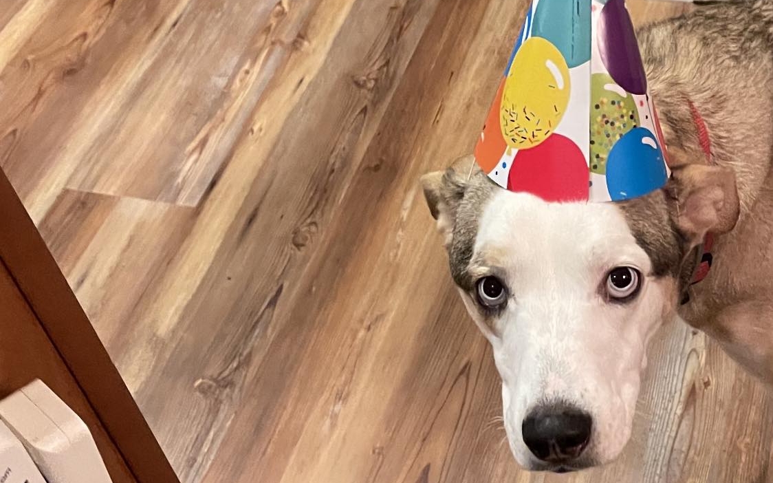 DoG PaRtY @ Hudson House Distillery