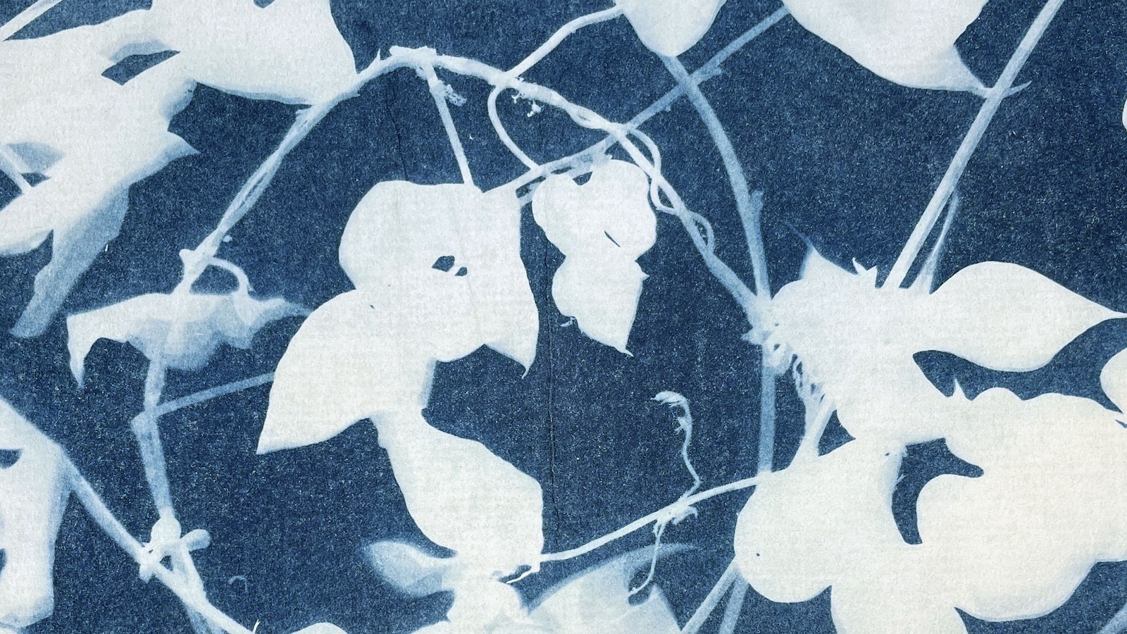 Sun Prints – Cyanotype Workshop
