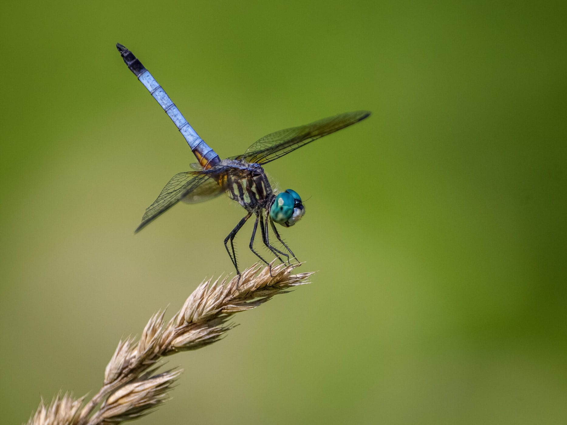 Dragons and Damsels