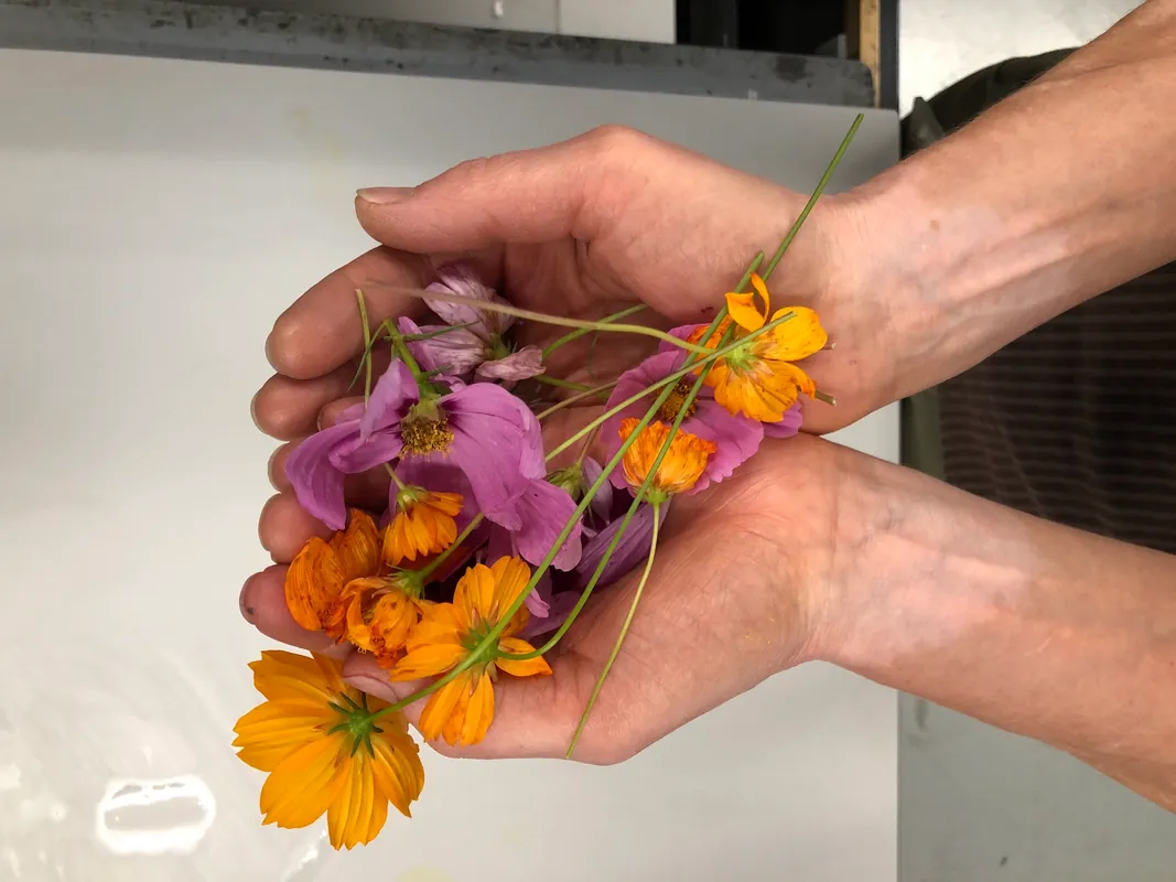 Three Day Workshop - Pigment Foraging and Ink Making (NPS)