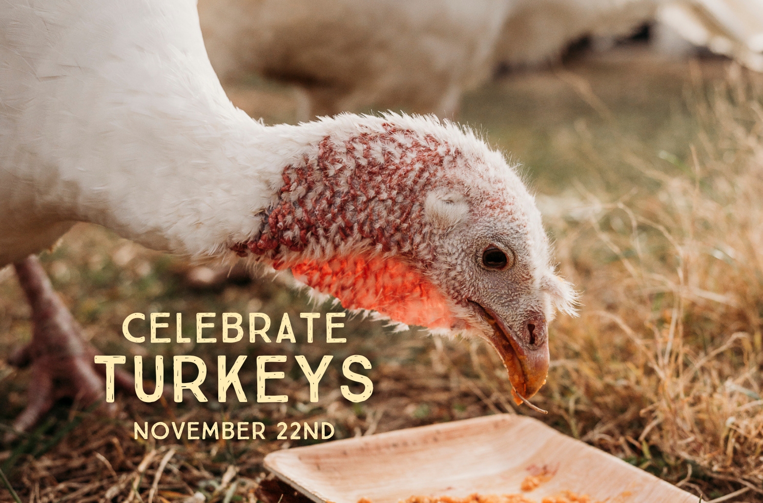 Celebration of Turkeys