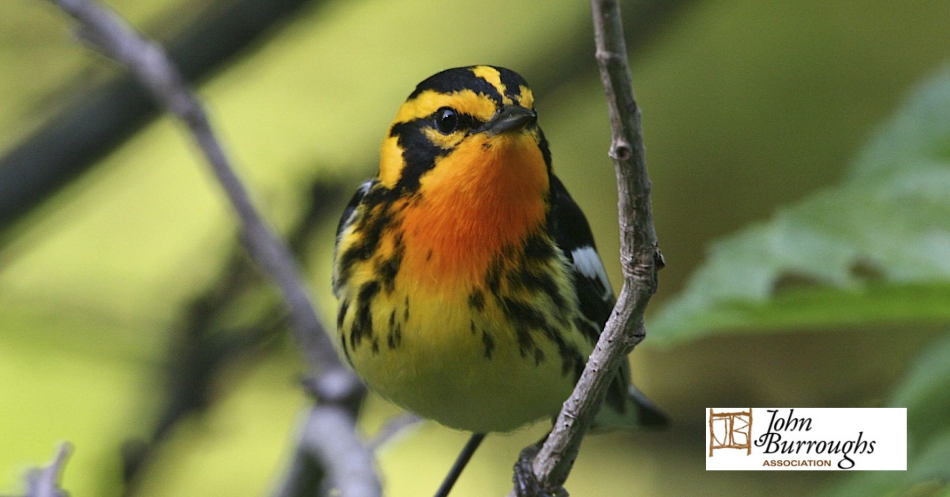Great Backyard Bird Count Walk with John Burroughs Natural History Society
