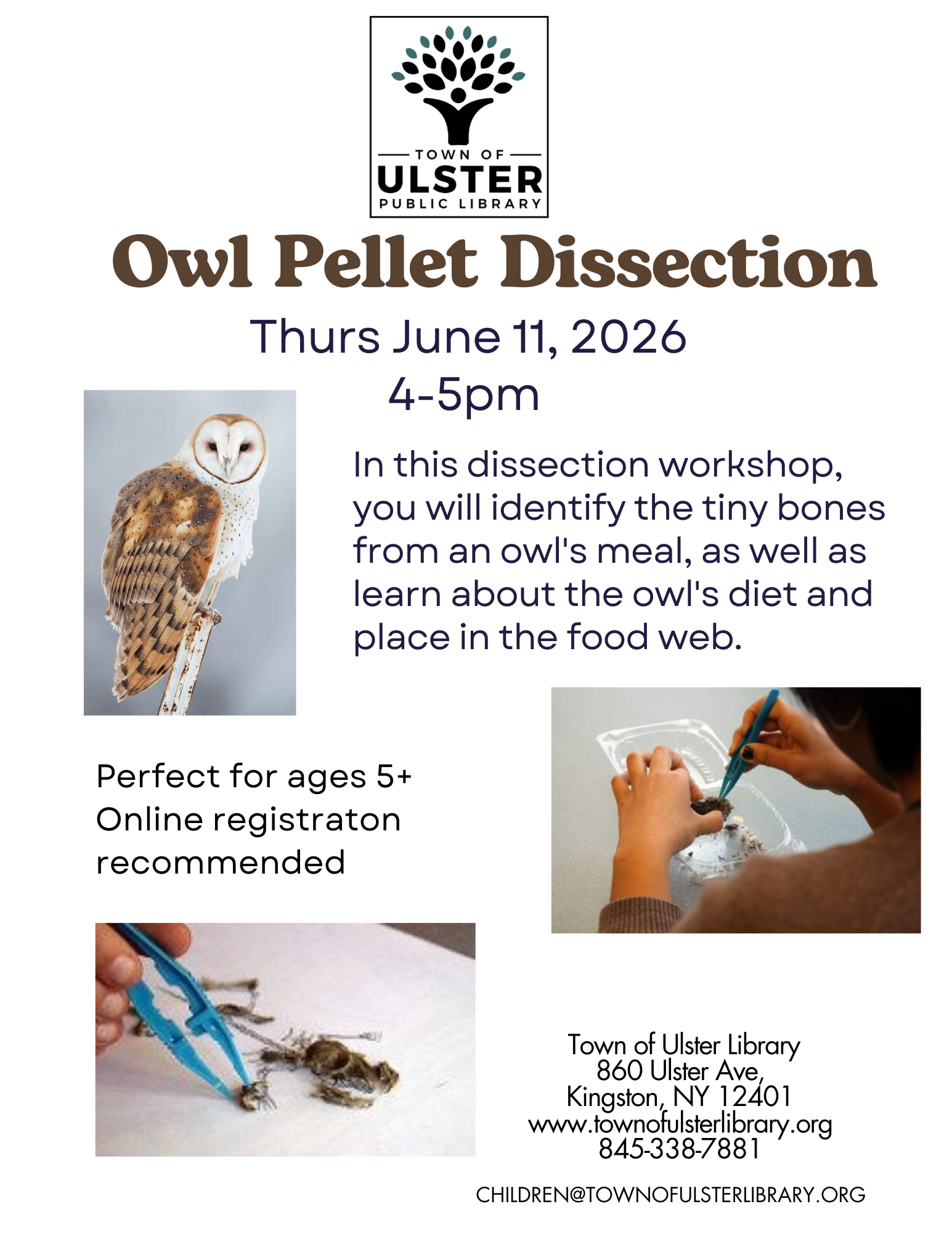 Dissect Owl Pellets!