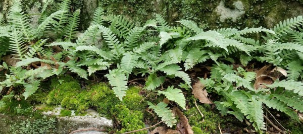Ferns of the Forest