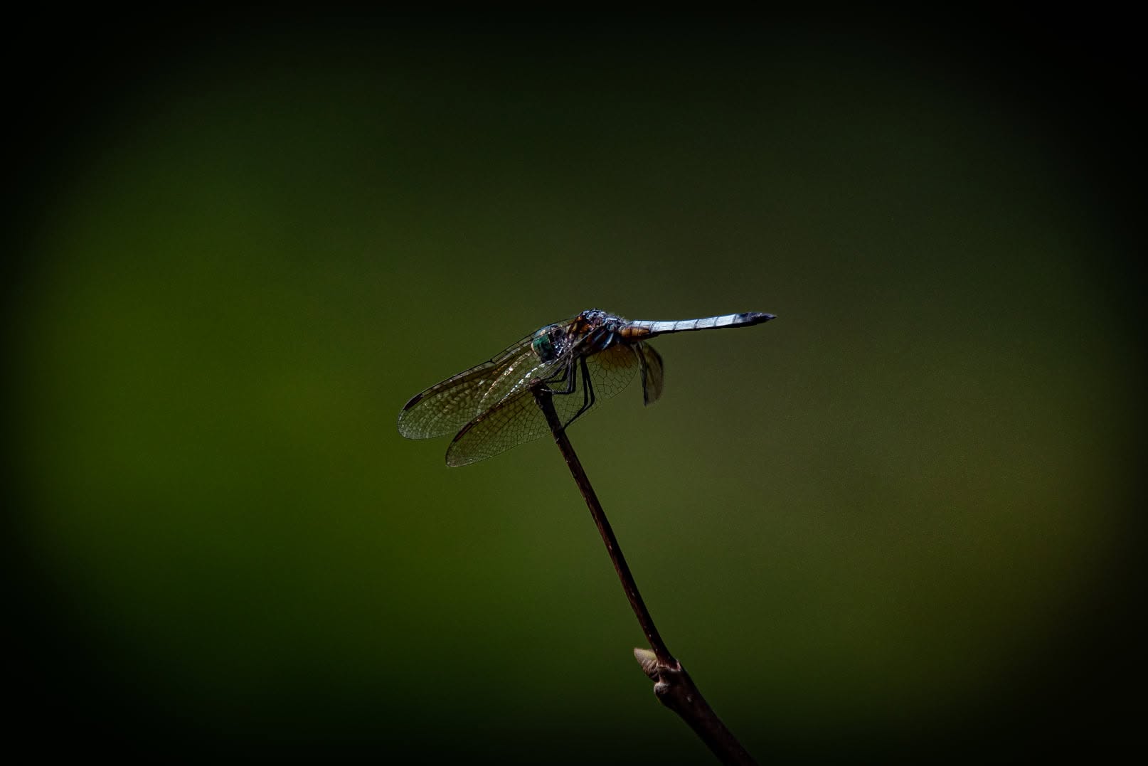 Bedazzled Damsels and Dragonflies