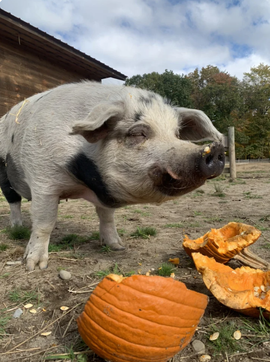 Pumpkins and Pigs