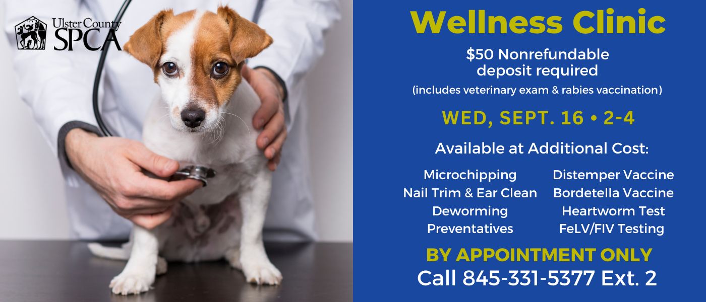 Wellness Clinic